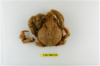 藏品(扁足蜘蛛蟹)的圖片